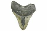 Fossil Megalodon Tooth - North Carolina #355720-1